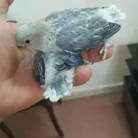 جوجه گرینچیک سرلاکی و دونخور کوتوله