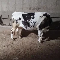 تلیسه شکم اول چاق درجه یک بی شکم