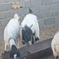 بز وکره نر|حیوانات مزرعه|مهریز, |دیوار