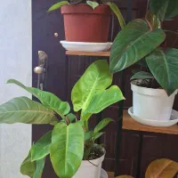 گل آپارتمانی فیلو دنورن زیبا وپر از سرشاخه وبرگ