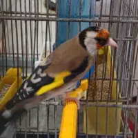 سهره مست مست