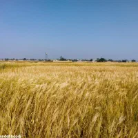 زمین کشاورزی دیم