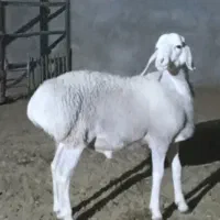 بره نر وماده چینی قندوزی اصیل مخصوص داشت فلکه شهرک|حیوانات مزرعه|تربت جام, شاهد|دیوار