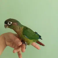 گرینچیک|پرنده|مشهد, ادیب نیشابوری (شهرک غرب)|دیوار