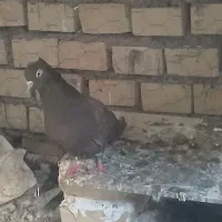 اهوازکوت عبدالله