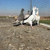 کبوترخطی|پرنده|اقبالیه, |دیوار