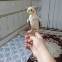 عروس هلندی نر دستی|پرنده|خمینیشهر, |دیوار