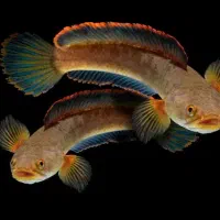 اکواریوم ماهی