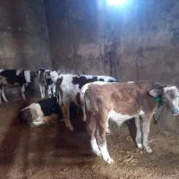 فروش ۵ راس گوساله نر سمینتال و شاروله|حیوانات مزرعه|جعفرآباد, |دیوار