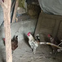 خروس محلی