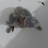 جوجه برزیلی سلاکی ۱۰روزه