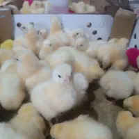 جوجه رنگی و گلپایگان موجود است