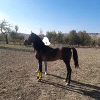 اسب