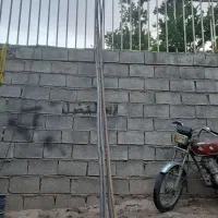 چوب گردو تکونی یا مته گردو تکونی|گل و گیاه طبیعی|شیراز, فرهنگ شهر|دیوار