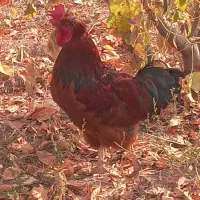 خروس کاملا صحیح و سالم|حیوانات مزرعه|فیرورق, |دیوار