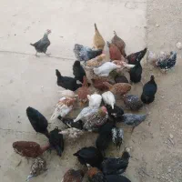 فروش 50 عدد مرغ و خروس و باری محلی|حیوانات مزرعه|کامفیروز, |دیوار