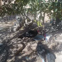 بوقلمون|حیوانات مزرعه|صائین قلعه, |دیوار