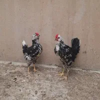 خروس گلین و ابریشمی