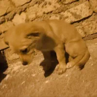 سگ پامر 6ماهه