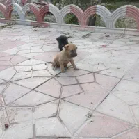 ۵عدد توله پیتبول|سگ|اصفهان, شفق|دیوار