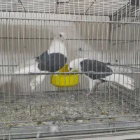 پرنده فروشی ولیعصر