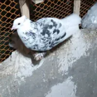 کبوتر یا کفتر  گمشده