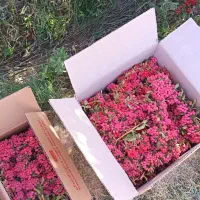 زرشک تازه با شاخه و خوله