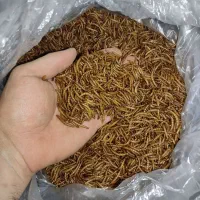 میلورم خشک و زنده