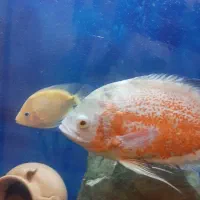 ماهی اسکار و پرت