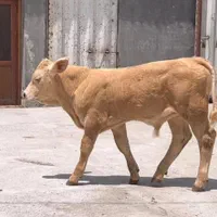 اصیل ترین گوساله هایه سمینتال وارداتی|حیوانات مزرعه|شهرکرد, |دیوار