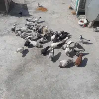 دس کفتری|پرنده|شیراز, جوادیه|دیوار