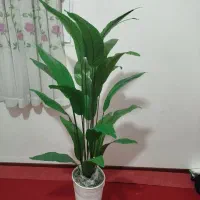 گل ها پرنده بهشتی