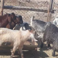 ۱۰ راس کره بز پرواری چاق چاق برا قصابی در سربندر|حیوانات مزرعه|بندر ماهشهر, |دیوار