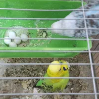 مرغ عشق|پرنده|خنداب, |دیوار