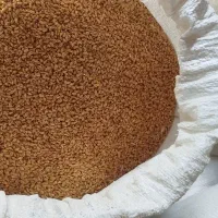 گندم ابی پیشگام . قیمت هرکیلو 24هزار تومان|حراج|نهاوند, |دیوار