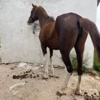 اسب مادیون شش دانگ