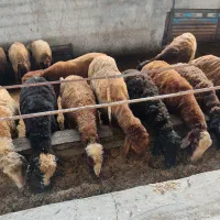 فروش گوسفندبره پرواری درجه یک بالای ۶۰ کیلو