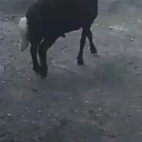بره قوچ