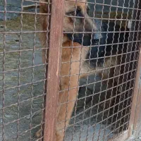 واگذاری سگ نگهبان|سگ|نوکنده, |دیوار