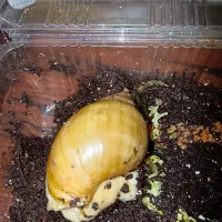 حلزون|خزنده|اردبیل, |دیوار