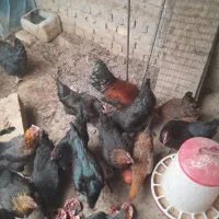 مرغ وخروس تخمگذار جوان|حیوانات مزرعه|ساوه, |دیوار