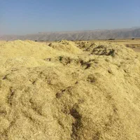 فروش علوفه کاه پیچ ، برنج|حیوانات مزرعه|کامفیروز, |دیوار