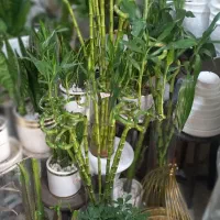 گل بامبو|گل و گیاه طبیعی|کاشان, بهشتی|دیوار