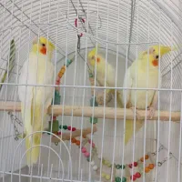 عروس هلندی|پرنده|تهران, دولاب|دیوار