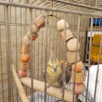 واگذاری عروس هلندی