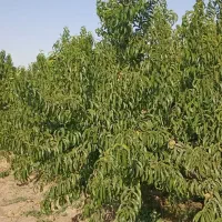 1000 متر باغ در فریمان|فروش دفتر صنعتی، کشاورزی، تجاری|فریمان, |دیوار