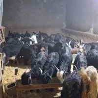 کهره نر