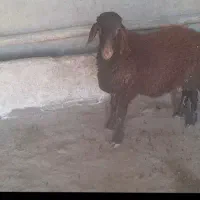 یم عدد بره هترو ماده