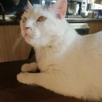 گربه عقیم شده ماده