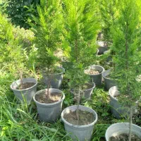 فروش لافسون|گل و گیاه طبیعی|نشتارود, |دیوار